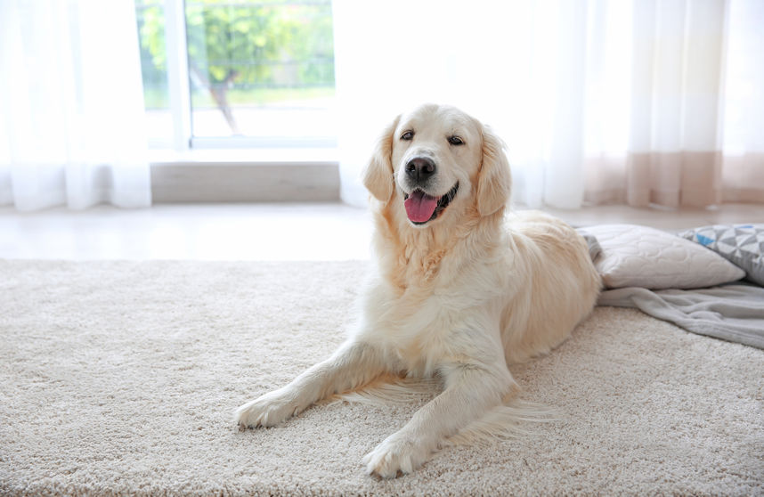 4 Ways to Clean Pet Hair Out of Your Carpet - Horizon